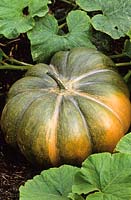 Cucurbita moschata - Pumpkin 'Musquee de Provence'. 