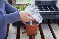 Cover the pot of seeds with a polythene bag to retain heat and moisture
