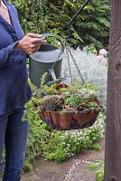 Woman watering a hanging basket containing Succulents and terracotta pots