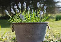 Muscari - grape hyacinth in a metal pot printed British Grown, a spring flowering bulb in March