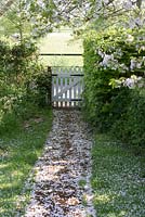 Prunus avium - wild cherry tree in blossom with path leading to a white gate in May. Gowan Cottage