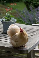 Chicken with Pelargonium Ardens on a wooden garden table in June