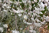 Actinotus helianthi, Flannel flower, small plant with grey green woolly foliage and white star shaped flowers.