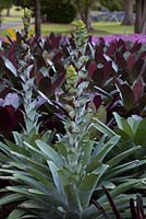 Alcanterea extensa, large strappy leaved bromeliad with silver, grey, and purple flower spike with bright green emerging flower buds.