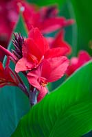 Canna indica 'Carton Bandie', scarlet red flowers in amongst large flat bright green leaves.