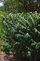 Coffea arabica, shrubs with glossy green leaves and masses of clusters of small white flowers growing along the length of each stem.