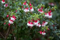Fuchsia 'Swingtime', double scarlet and white double pendulous flowers on a small shrub growing in shade.