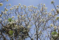 Jacaranda mimosifolia 'Alba' detail of white thimble shape flowers on a large tree.
