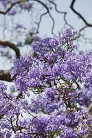 Jacaranda mimosifolia, detail of pale purple thimble shape flowers on a large tree.