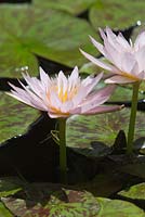 Nymphaea 'Noelene', pale pink flowers of a tropical day flowering waterlily with green lilypads marked with red flecks.