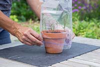 Cover the Grevillea cuttings with a polythene bag to retain heat and moisture