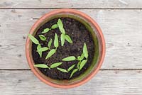 Jalapeno Pepper seedlings in terracotta pot