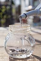 Soak the Ipomoea purpurea 'Sunrise Serenade' seeds in a jar of water