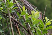 New leaves developing on the Willow sticks