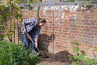 Dig a hole deep enough to plant the common Hornbeam below ground level