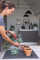 Use a stanley knife to take softwood cuttings of Senecio cephalophorus