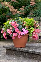 Summer containers - Coleus Lime Delight, Begonia Love Birds, Impatiens New Guinea Divine Pink, Fuchsia Buds of May White Gold