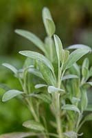 Salvia lavandulifolia - Lavender sage