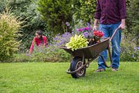 Man carrying plants in a wheelbarrow through the garden, girl working in background