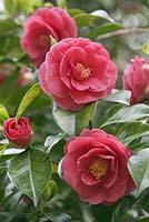 Camellia japonica 'Constance' - May