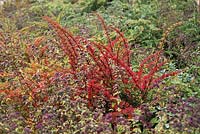 Autumn colour in shrub border with Berberis and Origanum vulgare - Oregano and Barberries - September