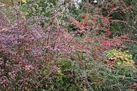 Berberis thunbergii 'Rose Glow', Cotoneaster horizontalis and Nandina domestica 'Firepower' - November