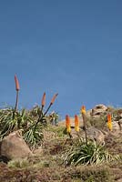 Kniphofia foliosa growing wild - Red Hot poker - Simien Mountains National Park, Ethiopia