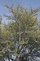Acacia karroo tree against blue sky - Sweet Thorn - Ethiopia
