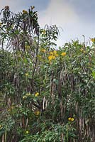 Tecoma stans with flowers and seed pods - Yellow Bells - Ethiopia