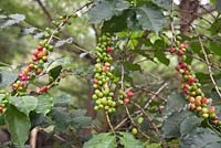Coffea canephora berries growing - Robusta coffee - Ethiopia
