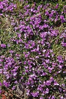 Trifolium acaule - Stemless Clover