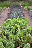 Beta vulgaris growing in vegetable plot with netted crops behind - Swiss Chard - June