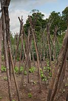 Young Phaseolus coccineus plants planted to grow up hazel wigwams with Vicia faba beyond