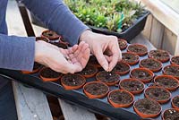 Sowing Anchusa seeds into small plastic pots