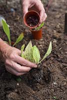 Planting out Anchusa azurea 'Dropmore' into a garden border