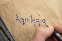 Writing a label for 'Aquilegia' on a paper bag