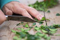 Remove all side leaves from the Buxus cutting apart from the top few