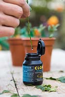 Submerge the Buxus cuttings in root hormone liquid