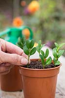 Plant the Buxus cuttings in a plastic pot equally spaced apart