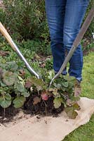 Insert the garden forks into the Geum clump in opposite directions and pry apart