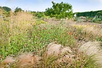 Perennial meadow in July. Stipa gigantea, Stipa tenuissima, Knautia macedoniaca, poppies, Deschampsia cespitosa, Hemerocallis.
