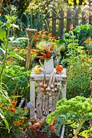Harvest display in vegetable garden