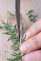 Remove the side leaves from the Creeping Rosemary cuttings, leaving the top section intact