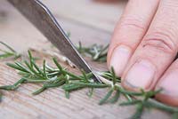 Remove the side leaves from the Creeping Rosemary cuttings, leaving the top section intact