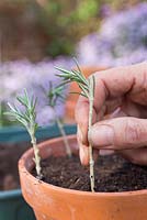 Plant the Creeping Rosemary cuttings in a terracotta pot, ensuring they are equally spaced apart