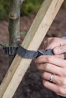 Securing wooden post to Apple tree using a soft tree tie