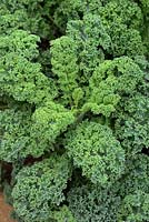 Brassica oleracea - Green Curly Kale 'Westlindse Winter'