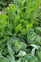 Brassica oleracea var. capitata - Cabbage and Armoracia rusticana - Horseradish