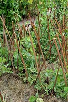 Pisum sativum - Peas growing on canes