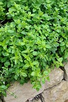 Origanum vulgare - Oregano in herb spiral